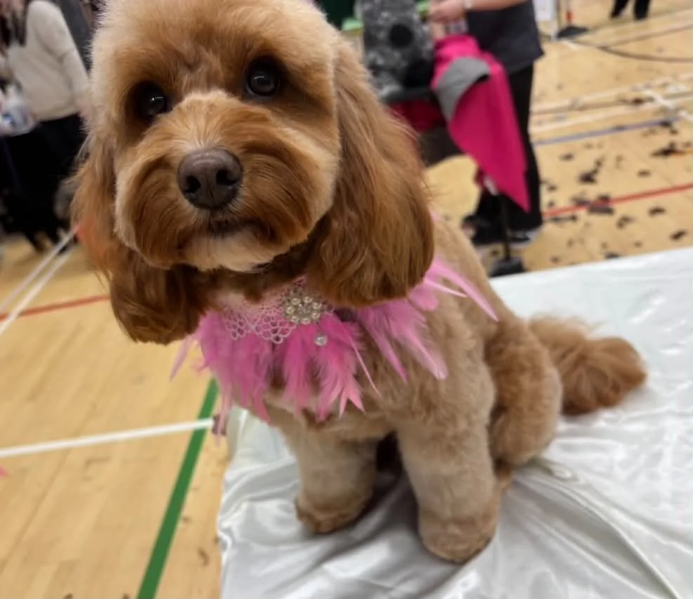 Beautifully groomed Cavapoo at Polished Pooch by Mia, Blackwood