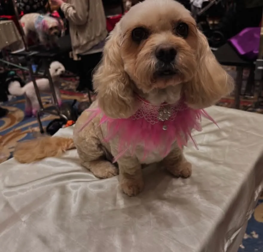 Fluffy Cavapoo after luxury groom at Polished Pooch by Mia, Blackwood