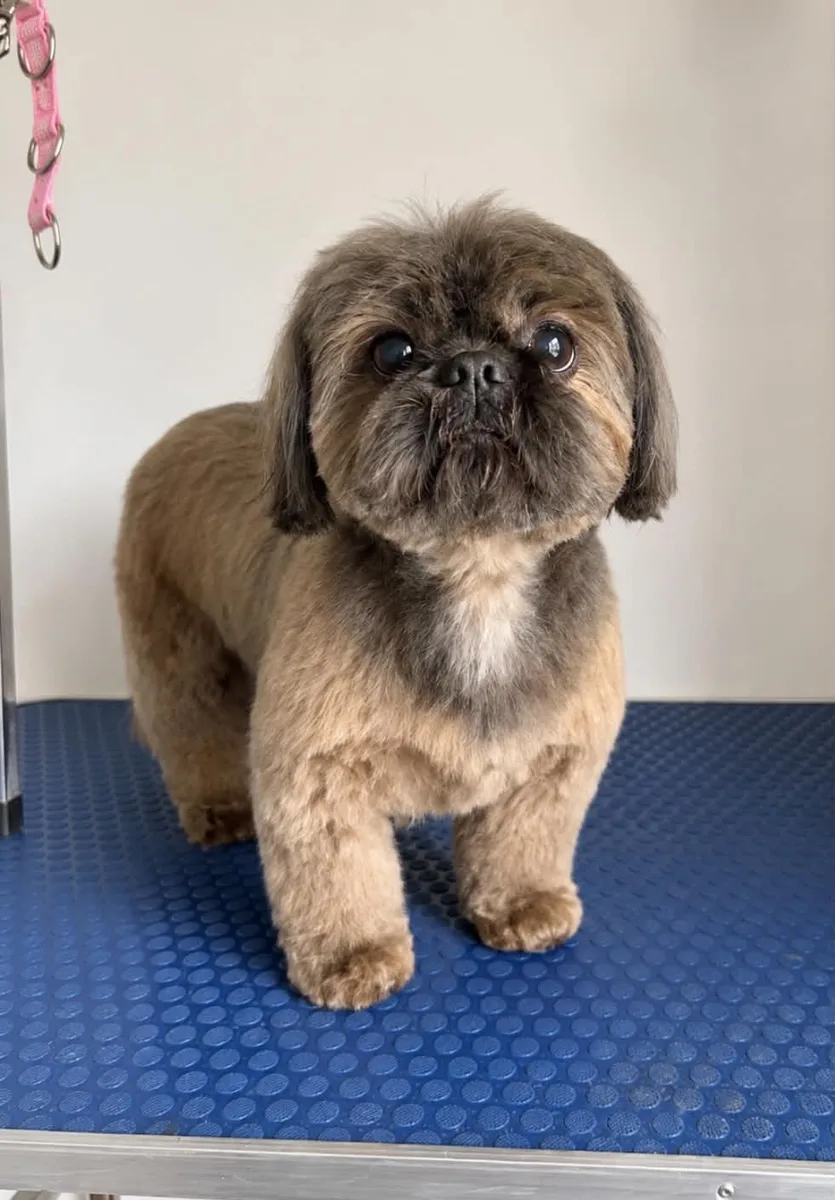 Adorable Shih Tzu after full groom at Polished Pooch by Mia, NP12