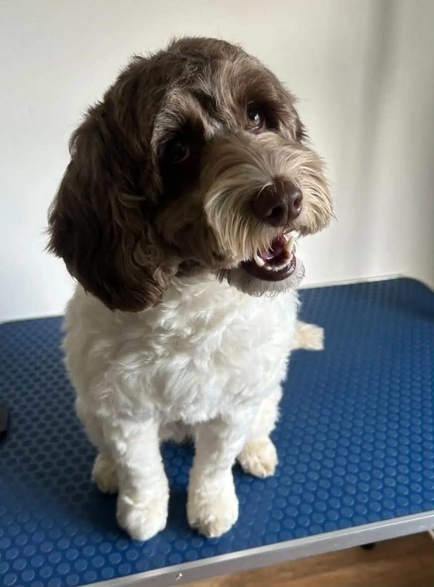 Happy Cockapoo after a full groom at Polished Pooch by Mia, South Wales